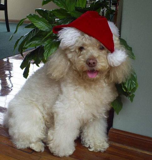 BOBY mi mascota